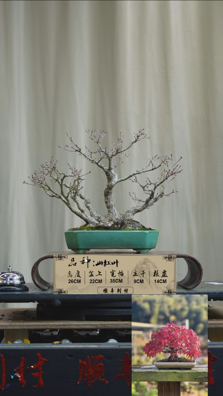 【闪购商品】F844山红叶bubaoyou