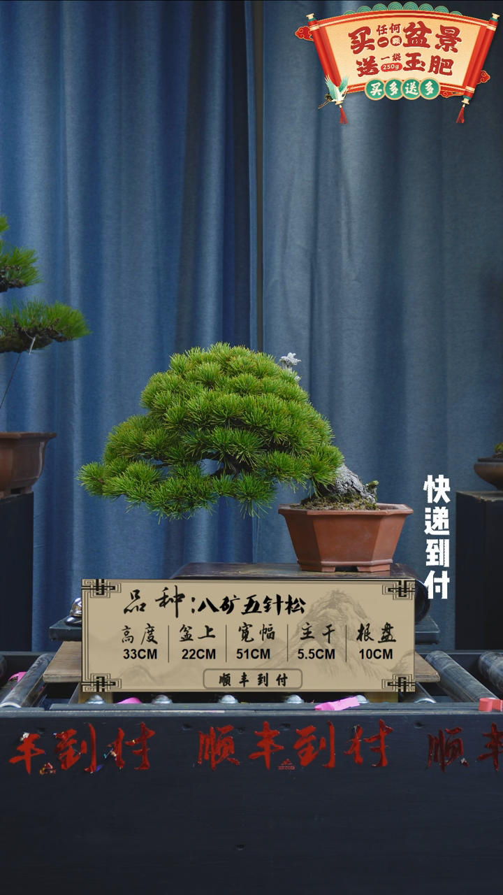 【闪购商品】F519八矿五针松
