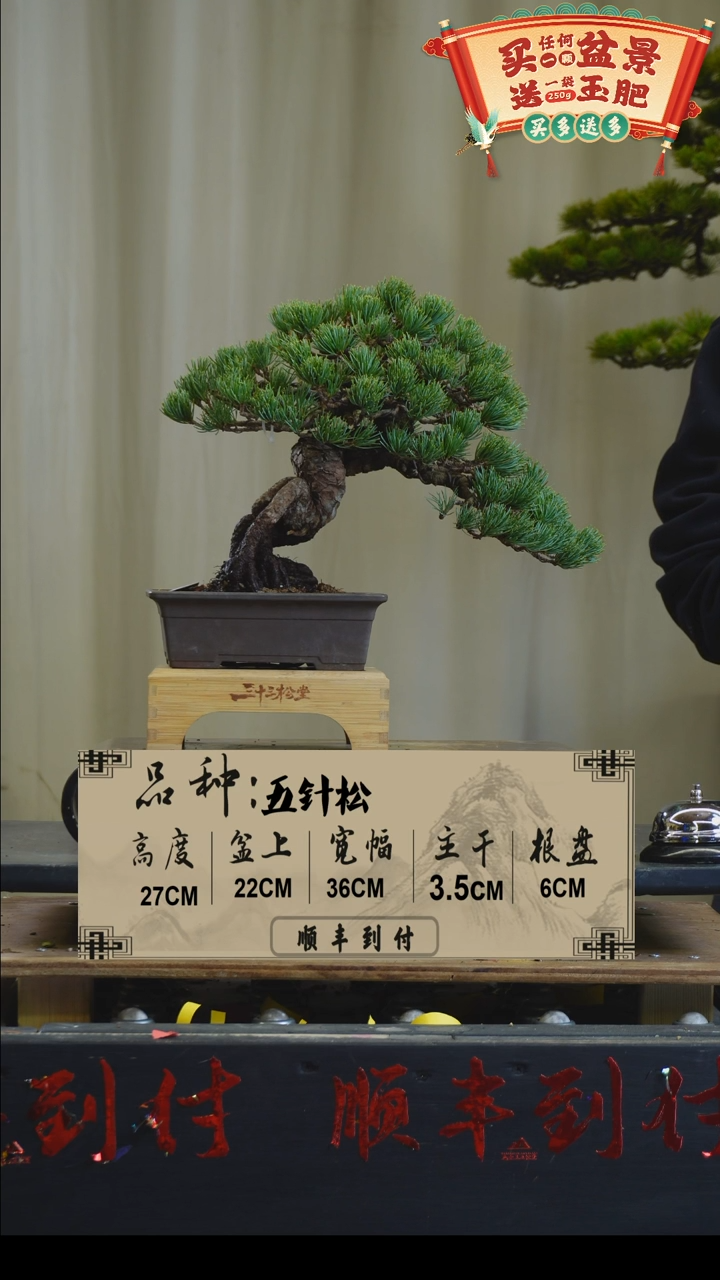 【闪购商品】x54五针松bubaoyuo