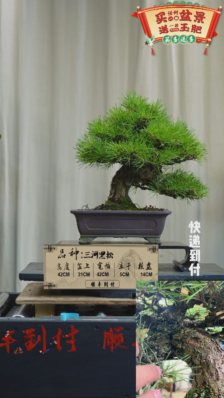 【闪购商品】G905三河黑松不bubaoyou