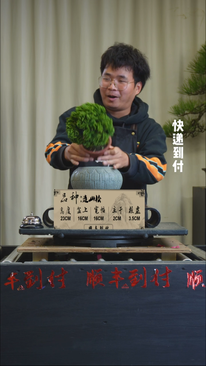 【闪购商品】c922连山桧bubaoyou