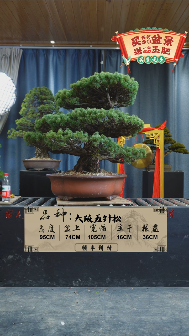 【闪购商品】f562大阪五针松bubaoyuo