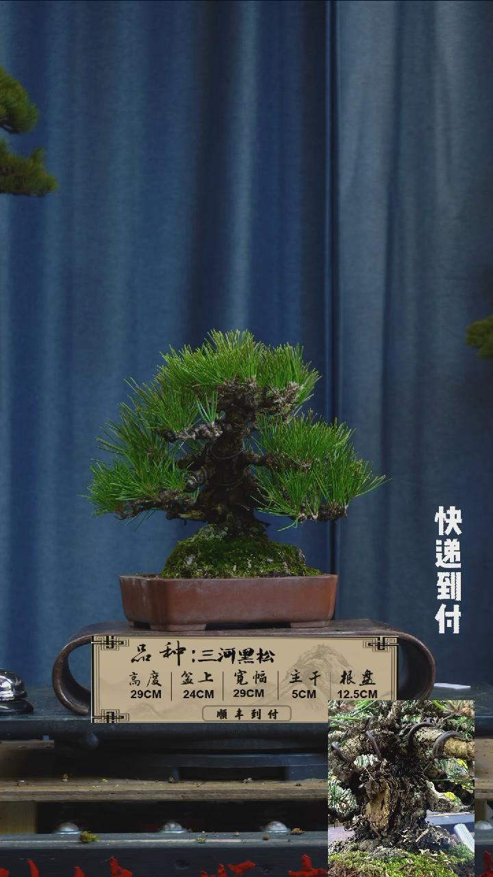 【闪购商品】F924三河黑松bubaoyou