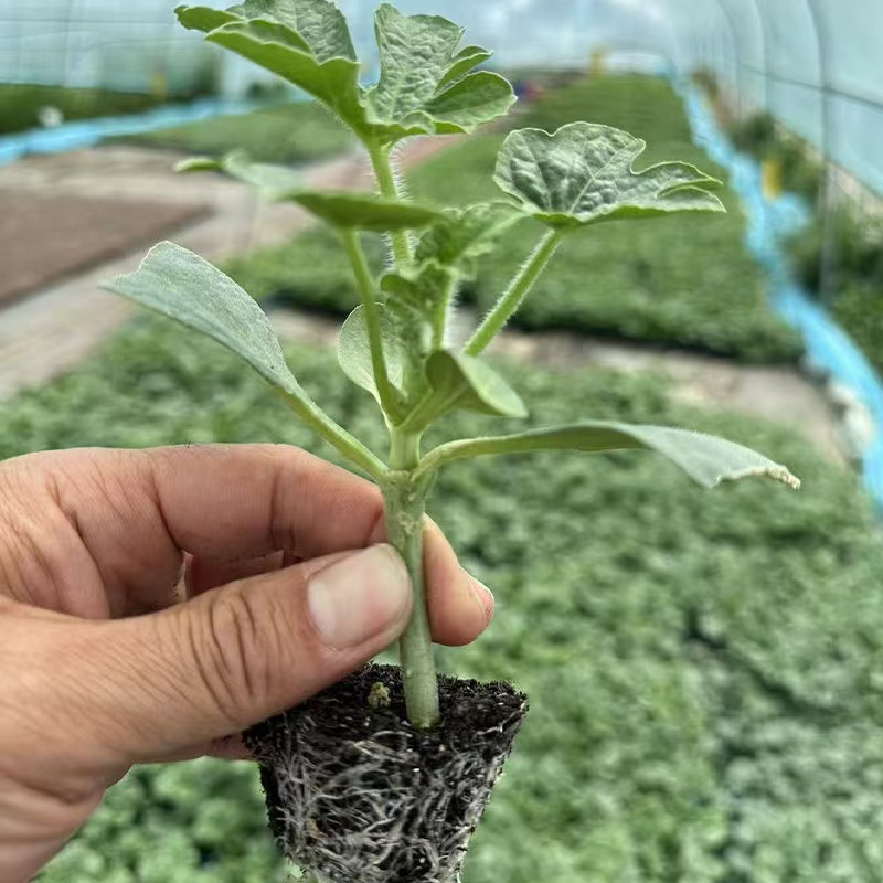 嫁接西瓜苗口感小西瓜阳台小院大棚都可以种植美都8424甜王等