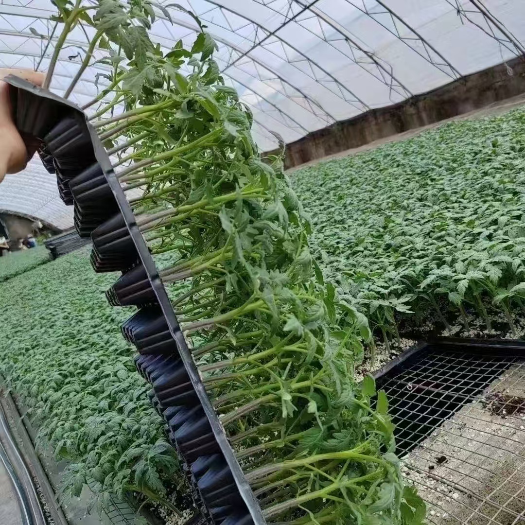 草莓番茄苗绿肩明显口感好酸甜适中适合大面积种植阳台小院都可以