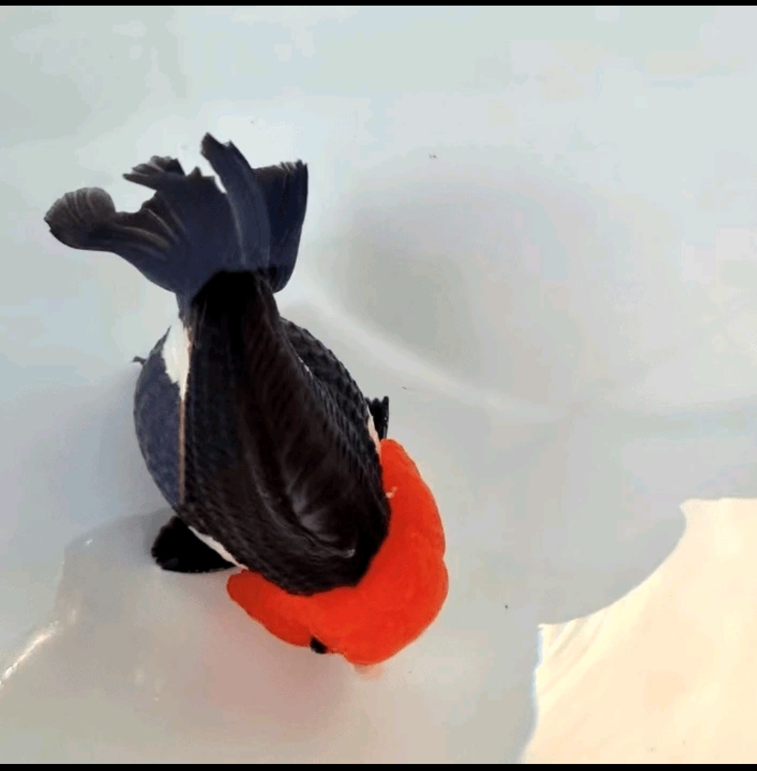 进口玛丽6-9cm爆藻灯略有增艳效果介意勿拍，仅包活到家售出不退换