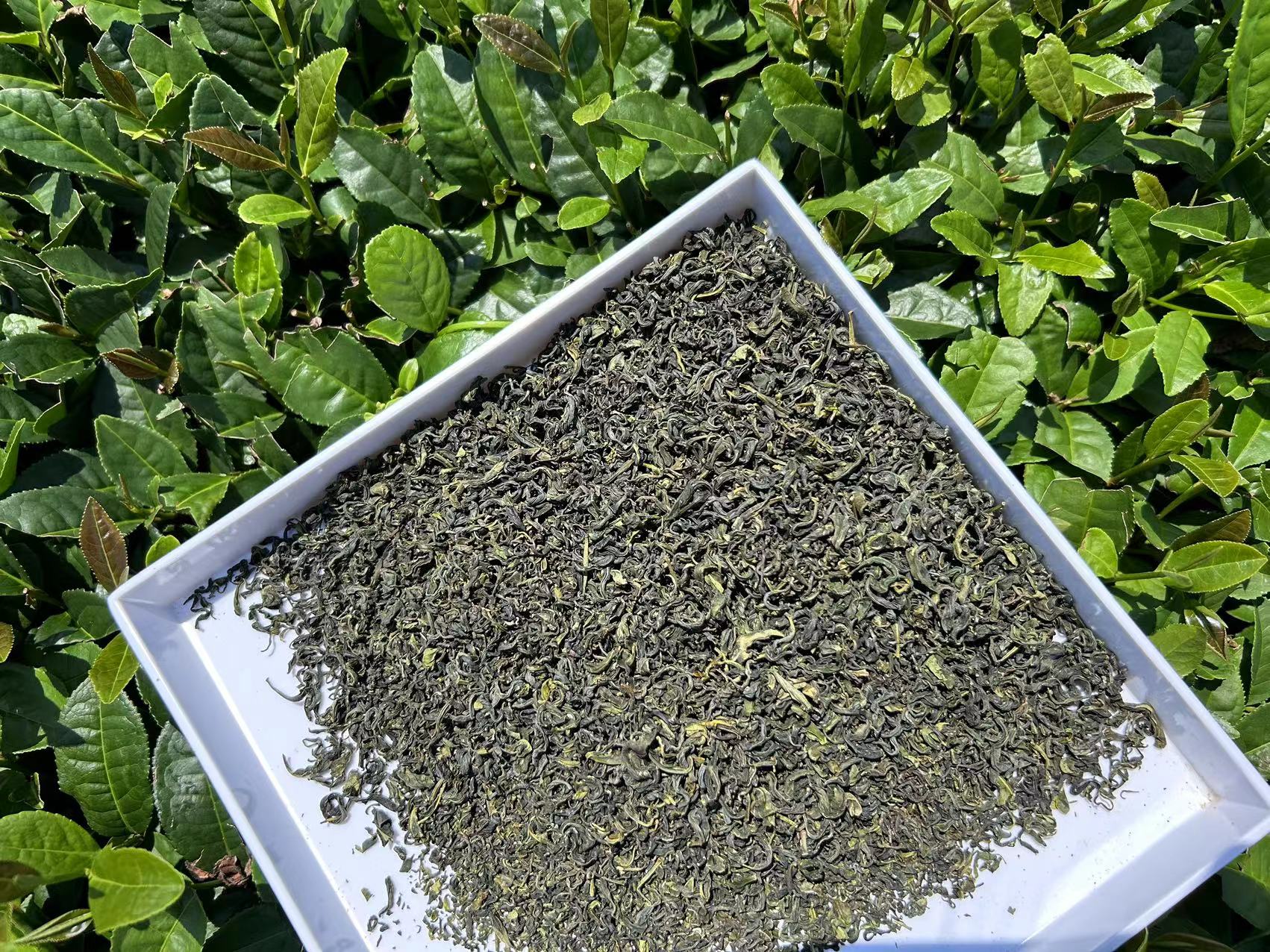 日照绿茶试喝装一两