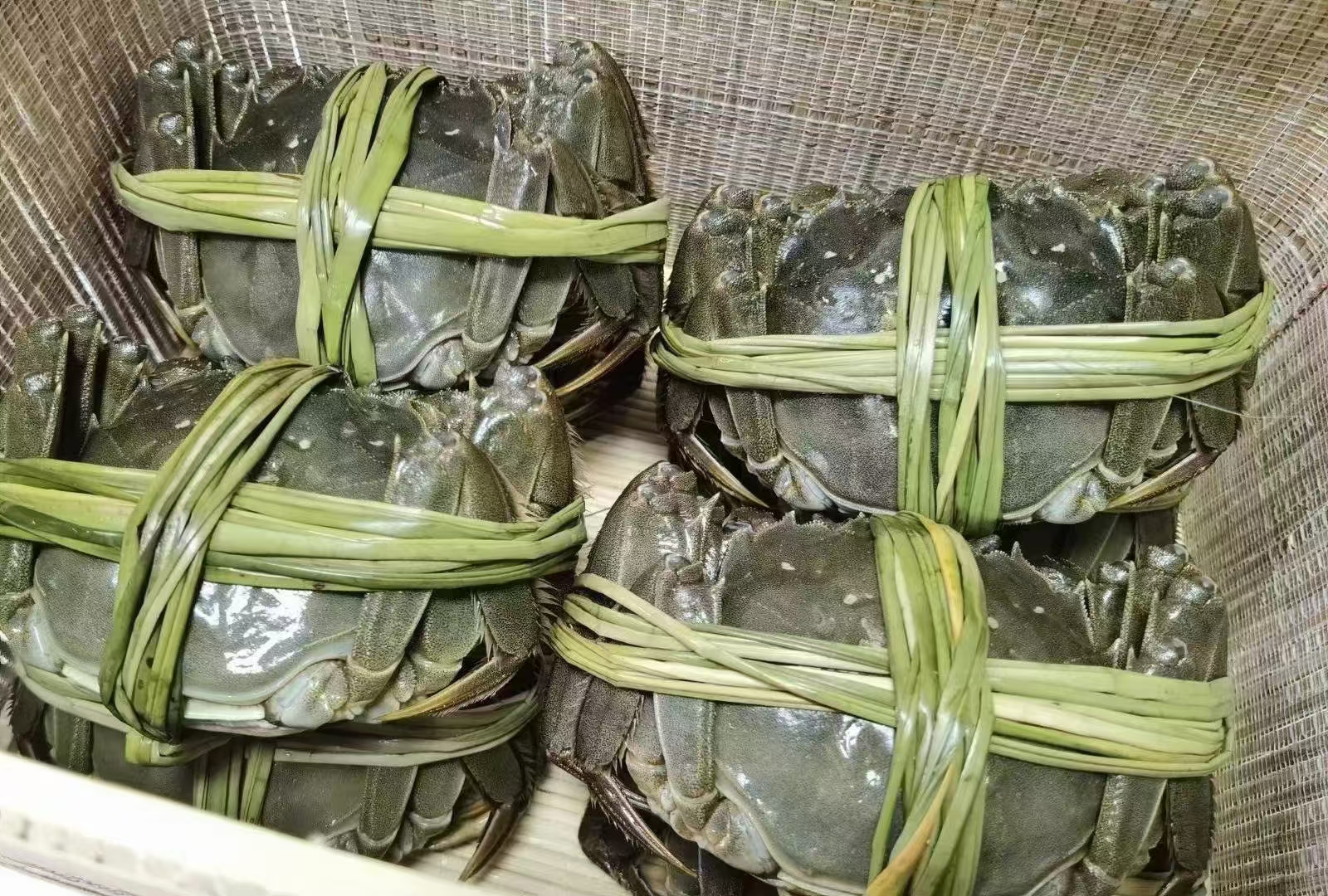 固城湖大闸蟹8只，4两公，2.5两母，288