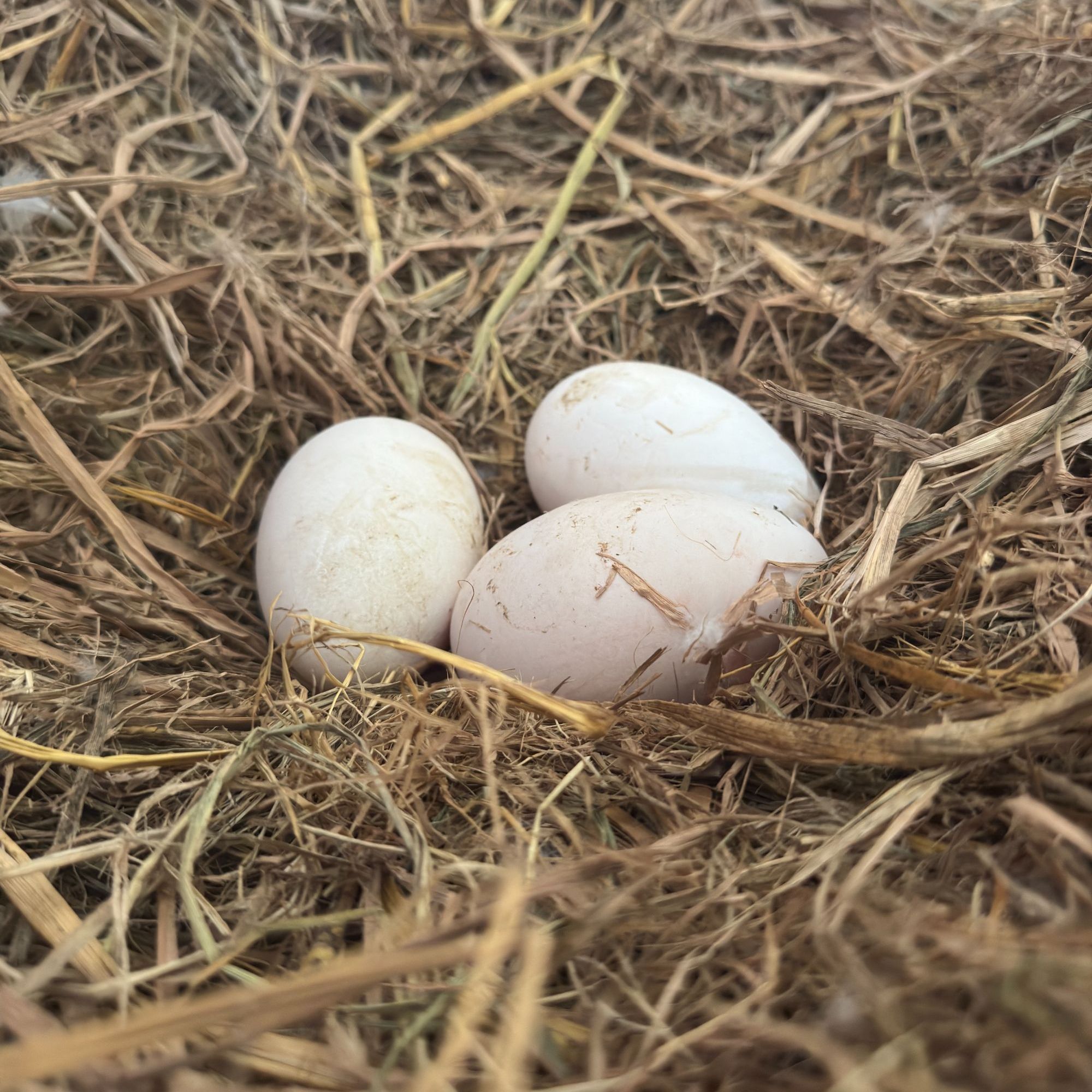 【鲜鹅蛋】皖西大白鹅产出的鹅蛋（130克～180克之间）