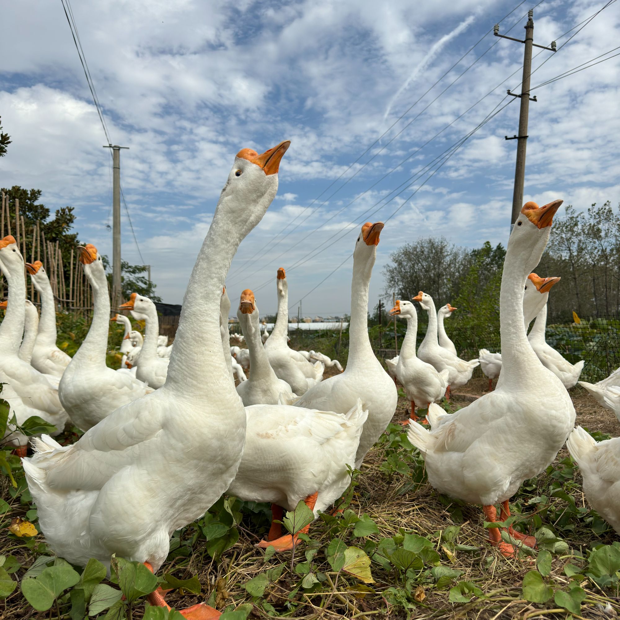 【 母鹅 】  皖西大白鹅 喂了300天以上 吃的玉米稻谷粮食