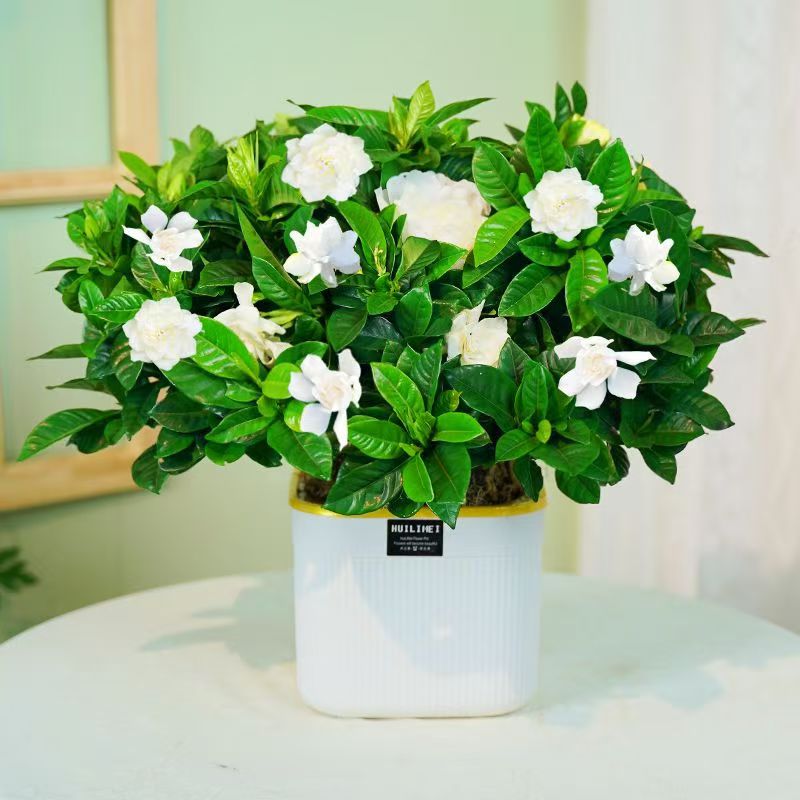 160规格栀子花浓香型盆栽花卉植物室内四季好养基地直发盆栽批发