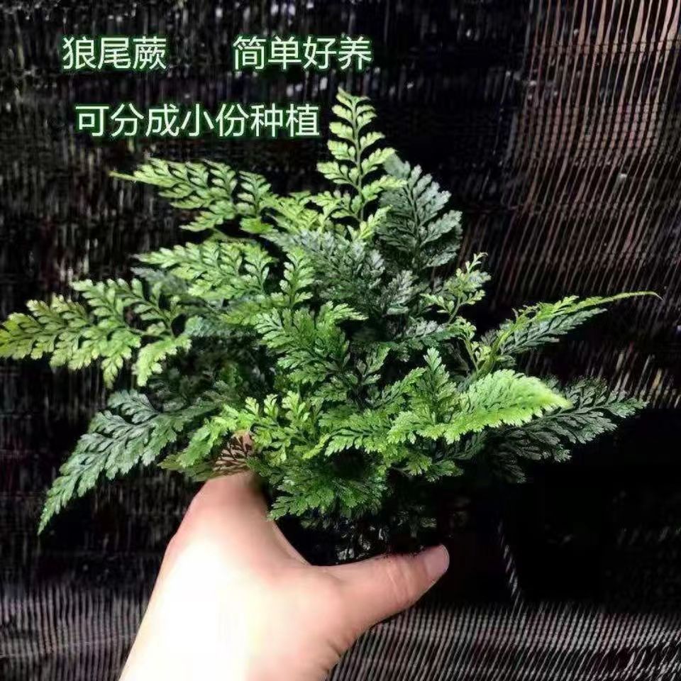 养不死狼尾蕨水培盆栽兔脚蕨桌面办公植物墙微景观雨林缸耐阴耐寒