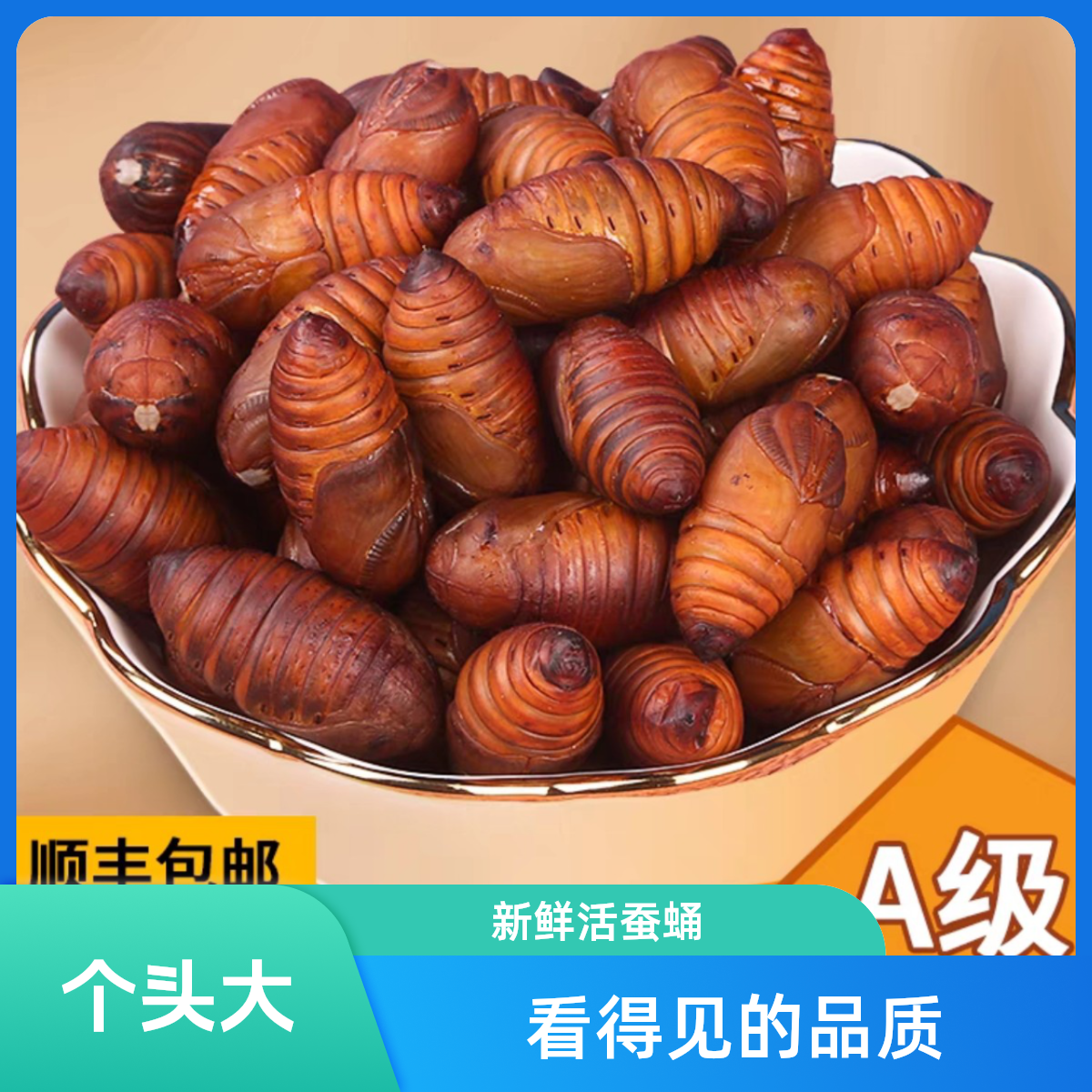 东北特产美食特产放养大黄黑蚕蛹新鲜活蚕蛹香酥溶菌酶营养品质