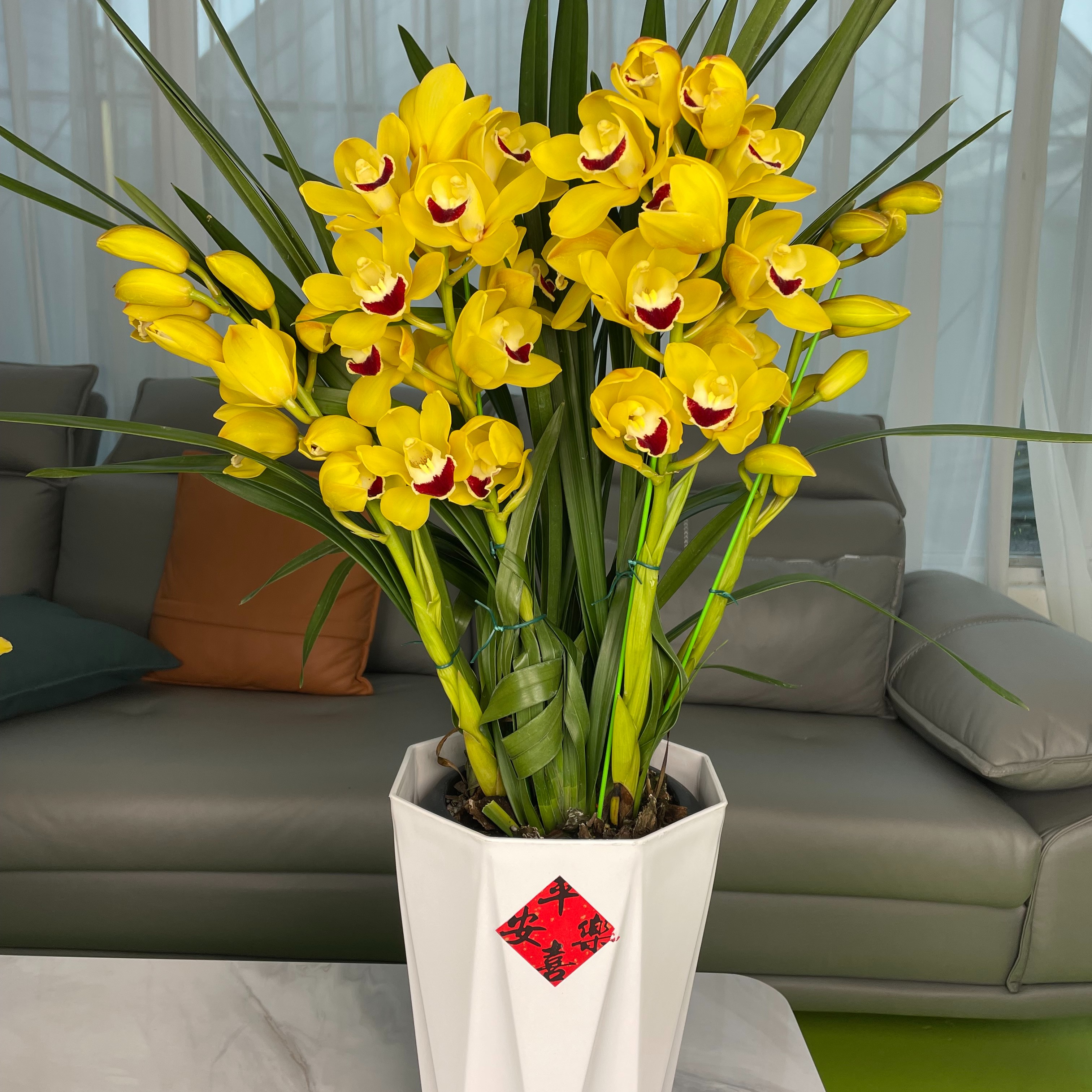 云山之兰大花蕙兰金玉满堂 香味浓郁  室内高端兰花花卉盆栽