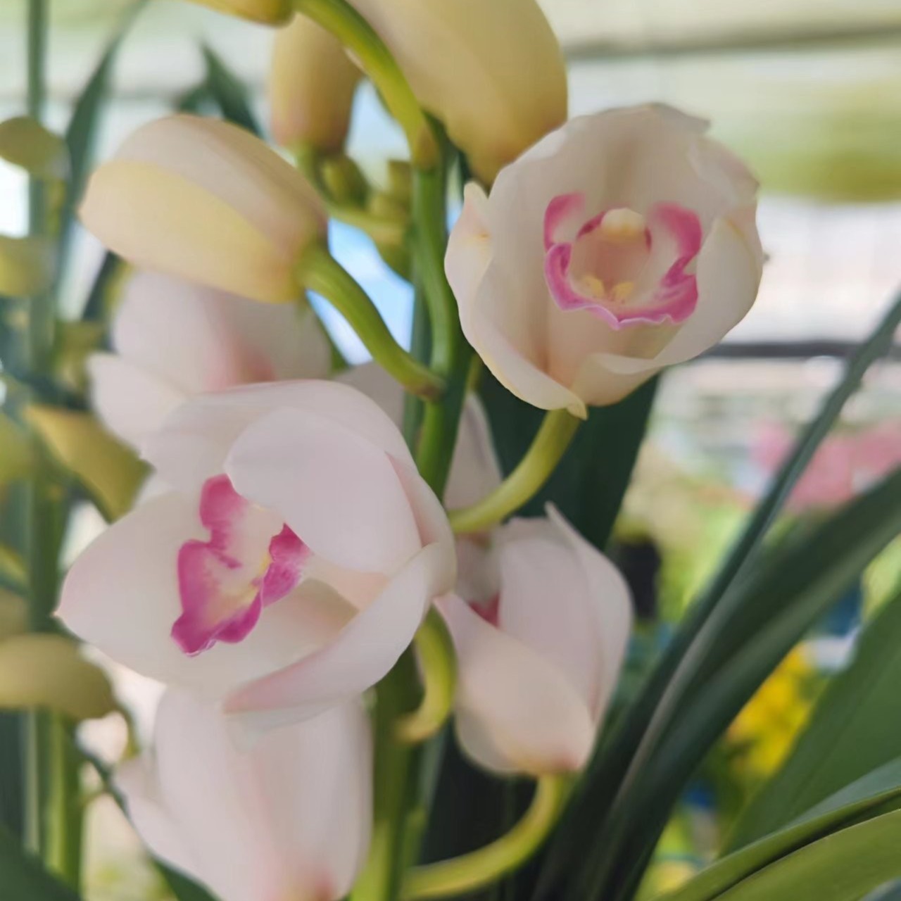 云山之兰大花惠兰 诱惑（粉色）基地直