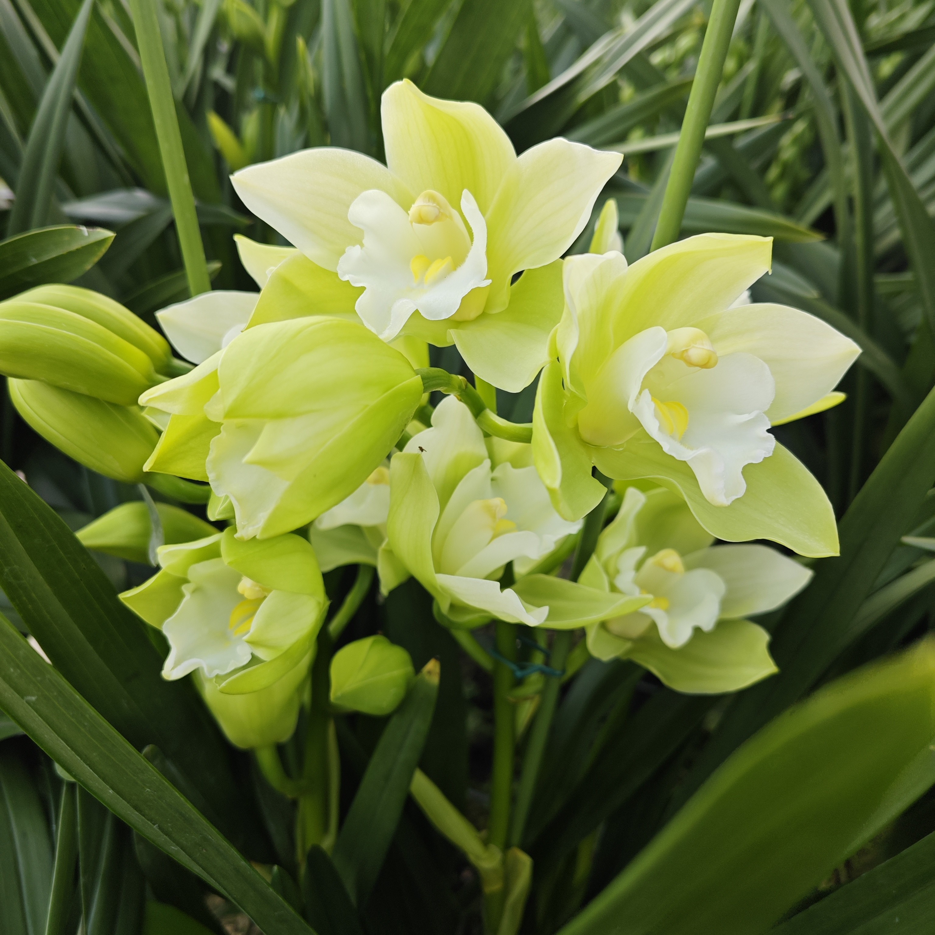 云山之兰大花蕙兰——琉璃直兰云南基地直发顺丰包邮