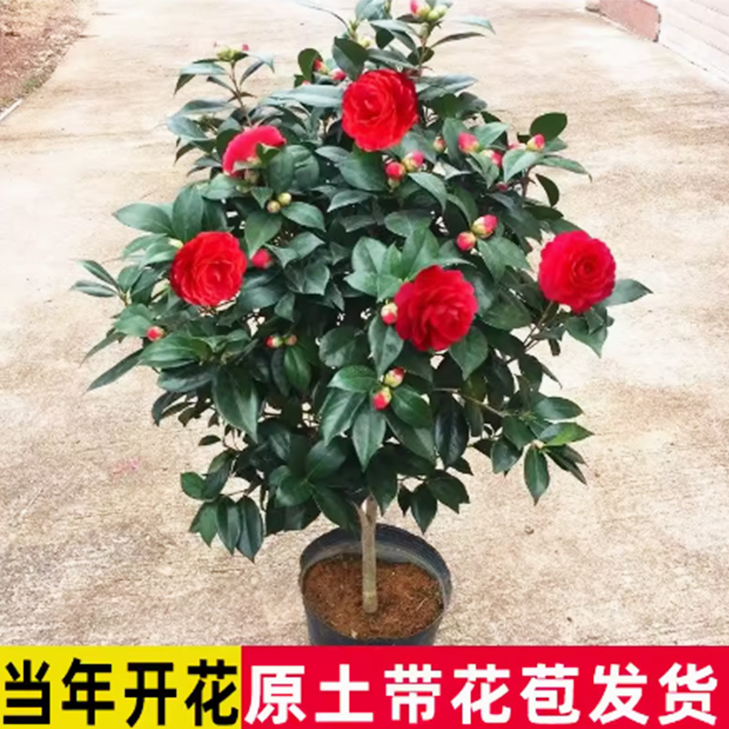 【大棵】四季红茶花盆栽带花苞发耐寒花卉盆栽室内开花植物当年开花