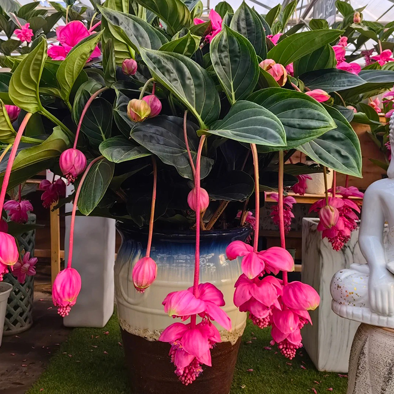 【精品大棵】宝莲灯盆栽带花苞大苗高级花卉室内绿植高端植物多年生