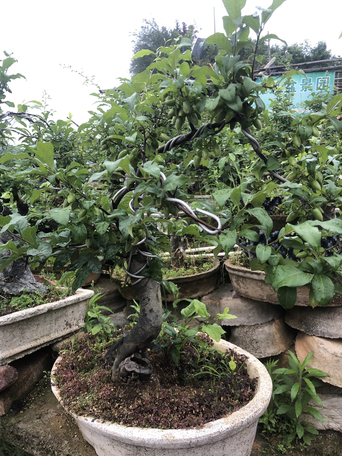 老鸦柿！映山红盆景批发！零售