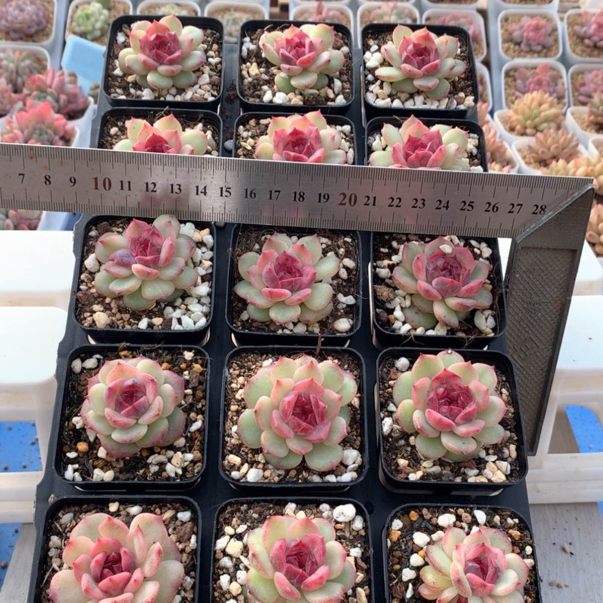 【闪购商品】光芒珍妮福利多肉
