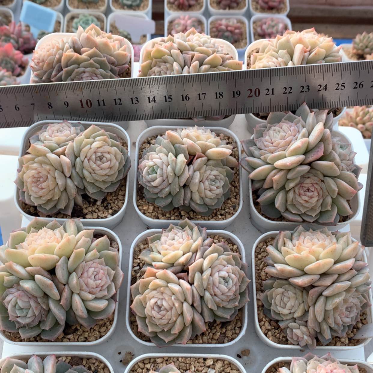 【闪购商品】纯爱群福利