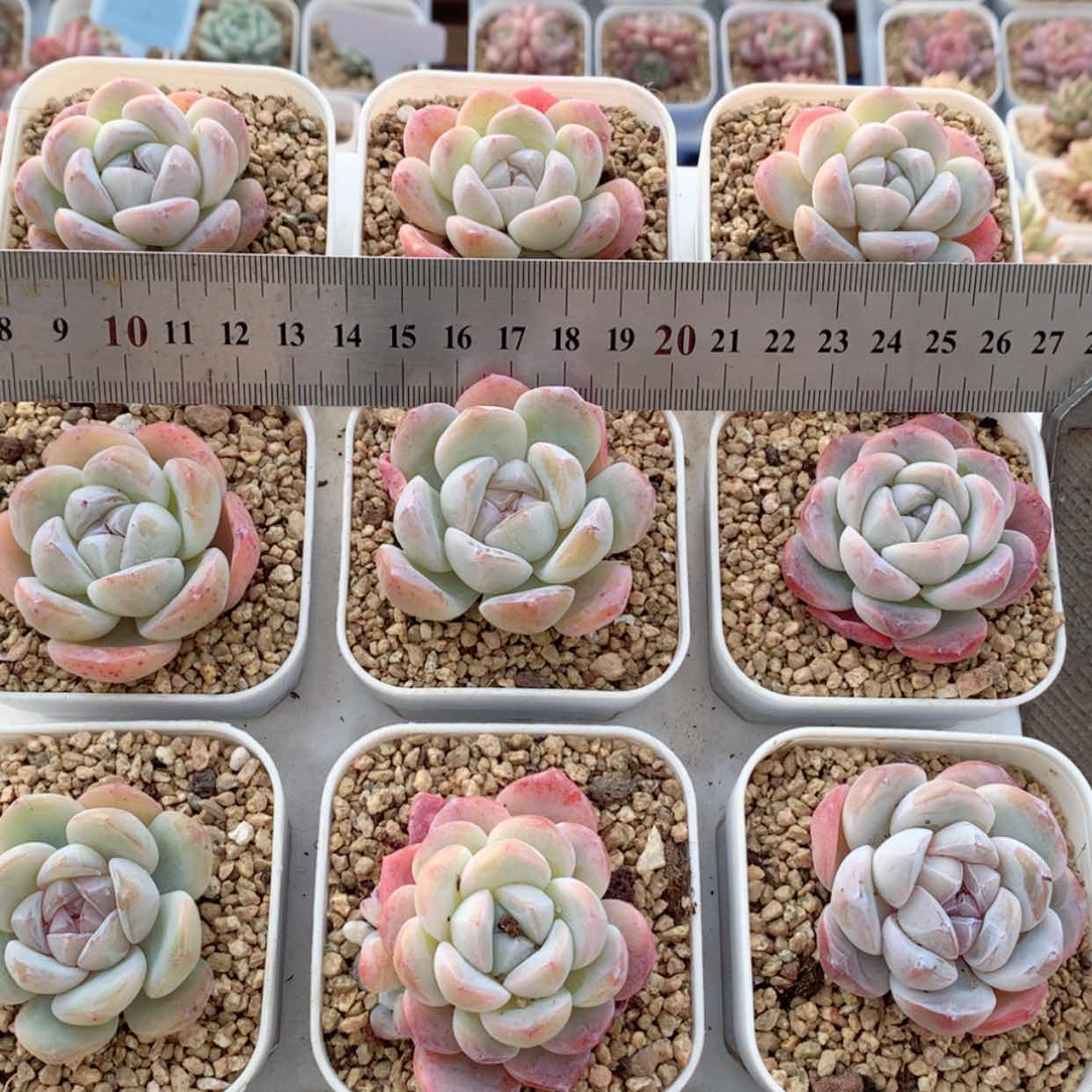 【闪购商品】雪宝福利