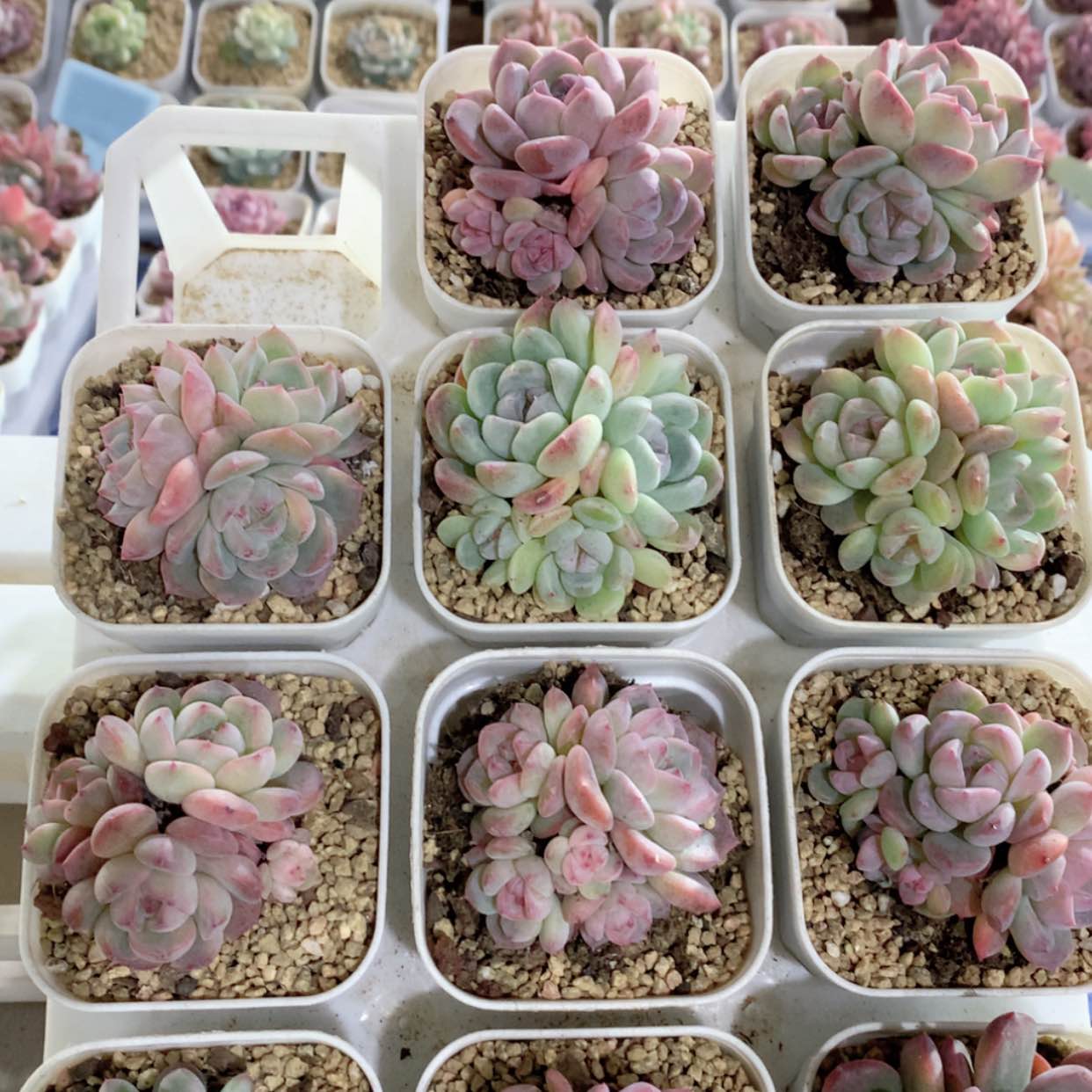 【闪购商品】刚毅群福利