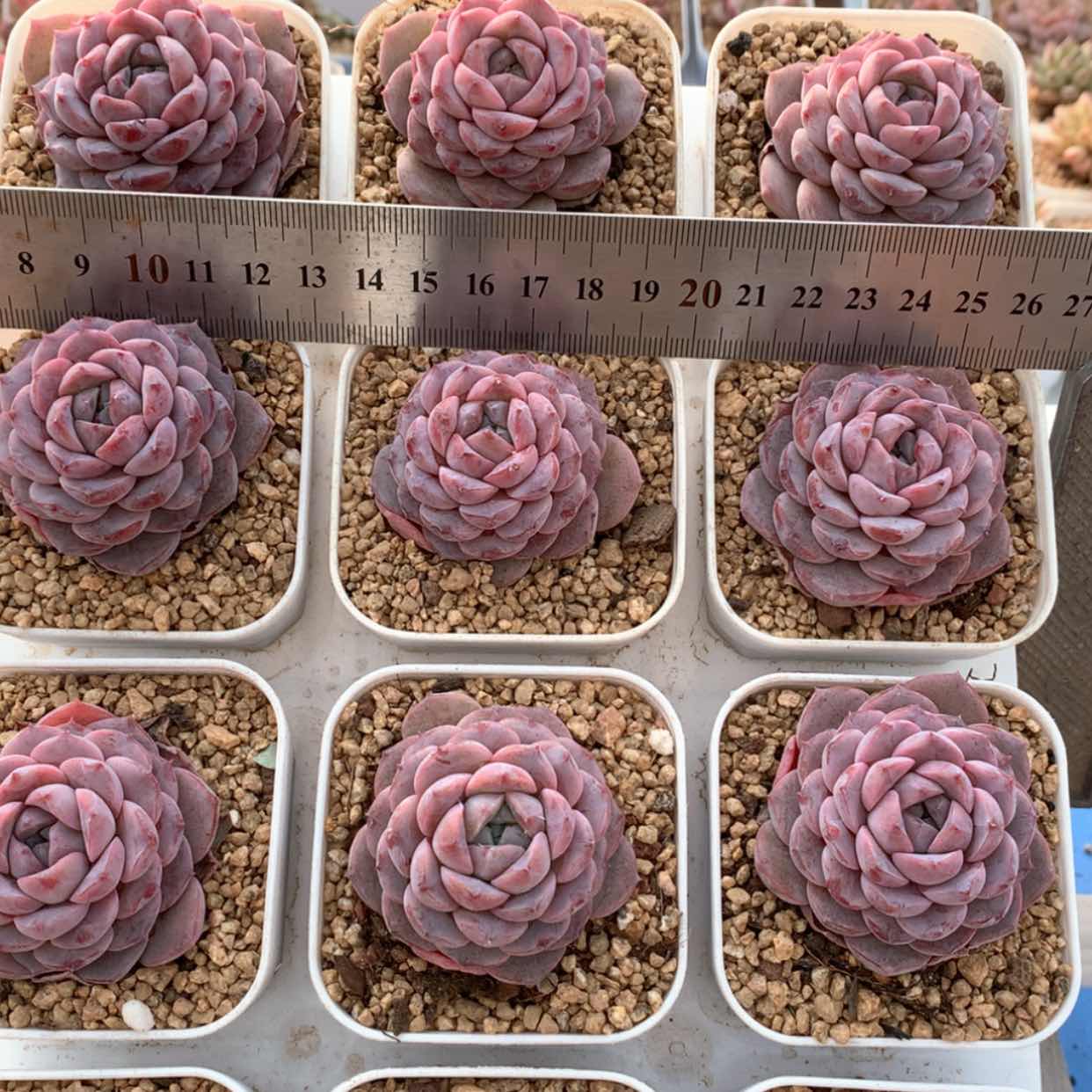 【闪购商品】恩宠福利
