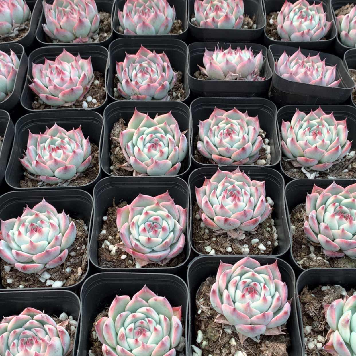 【闪购商品】水蜜桃福利