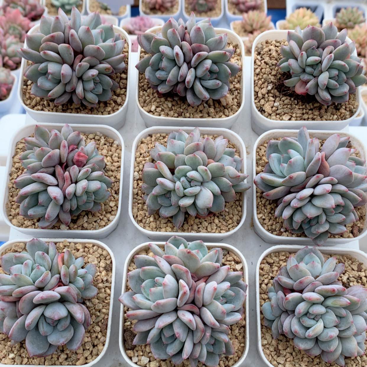 【闪购商品】梦露群福利