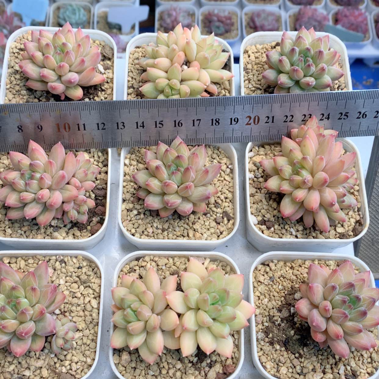 【闪购商品】青柠福利