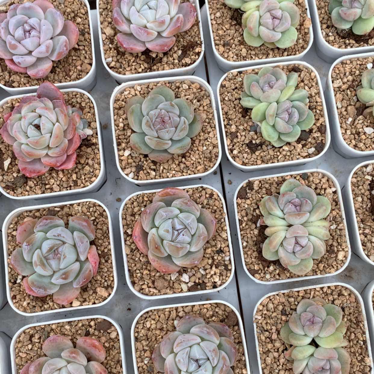 【闪购商品】雪宝加胖宝福利