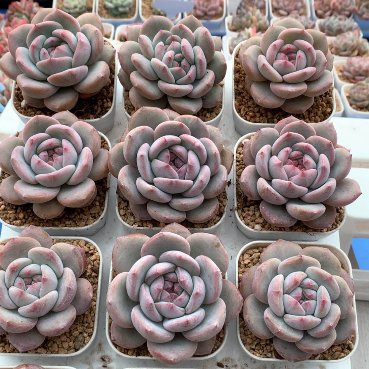 【闪购商品】星影福利