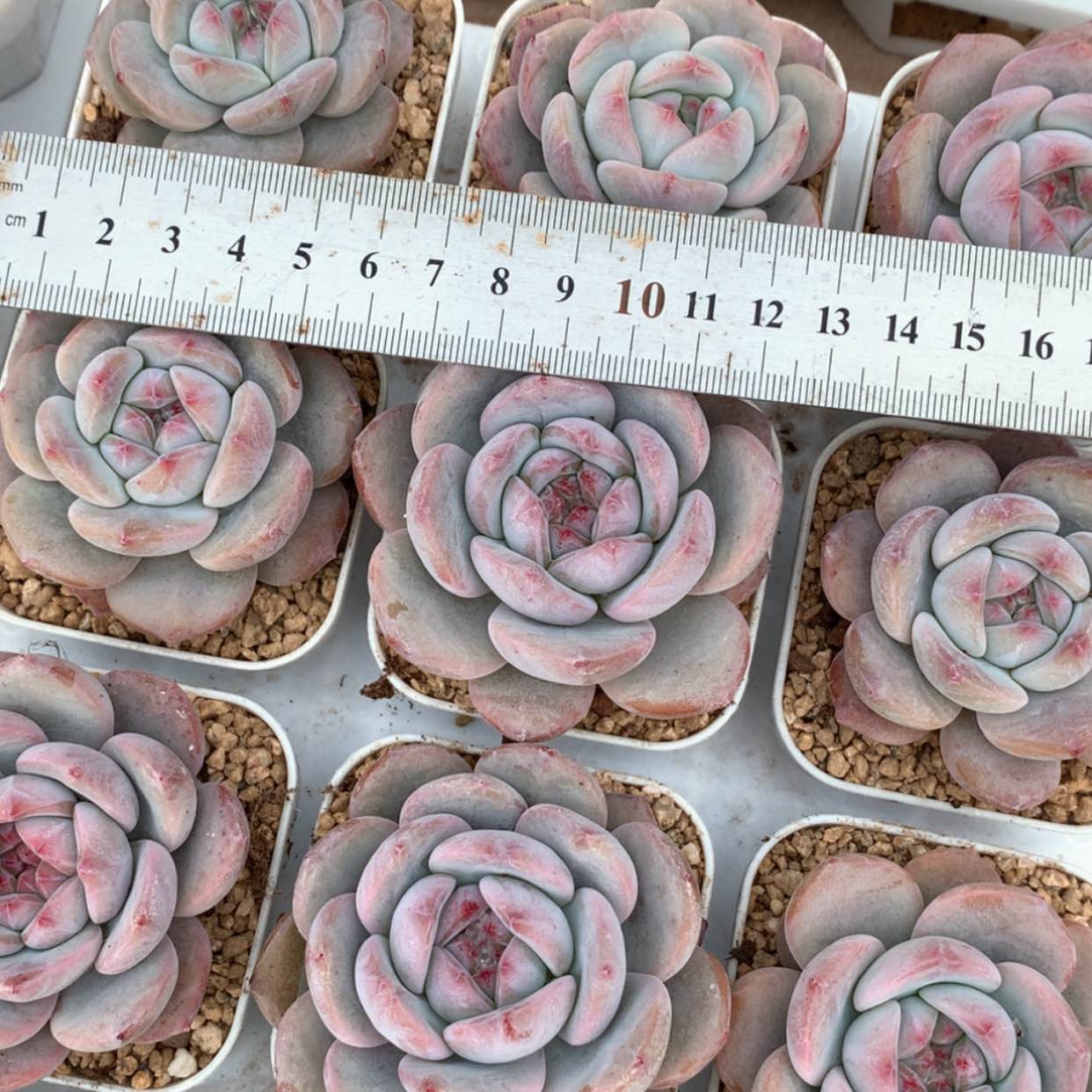 【闪购商品】星影福利