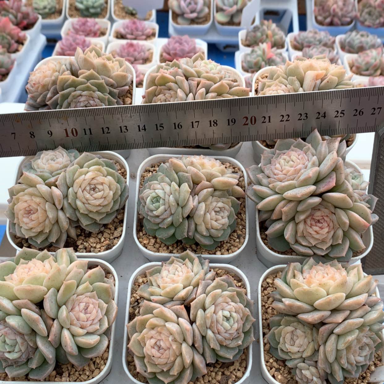 【闪购商品】纯爱福利