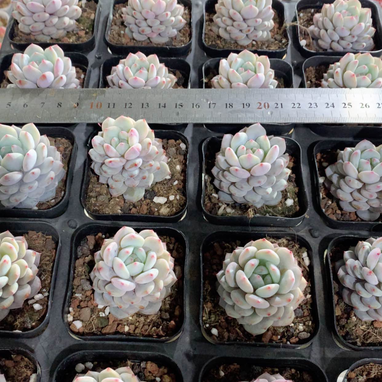 【闪购商品】星星橙福利