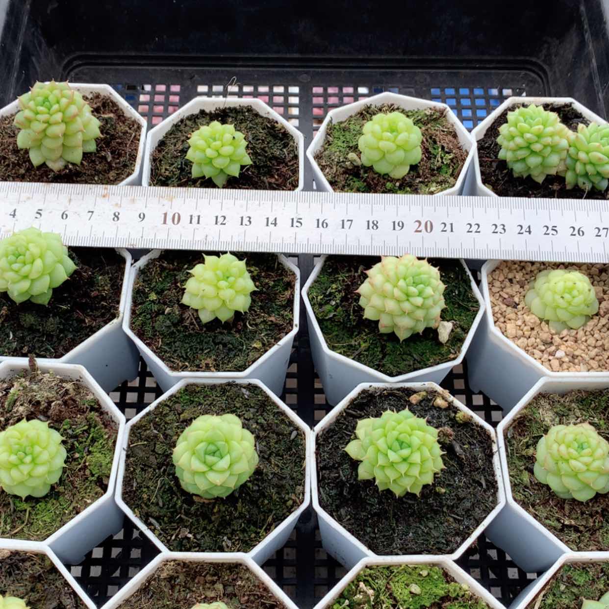 【闪购商品】绿水鬼福利