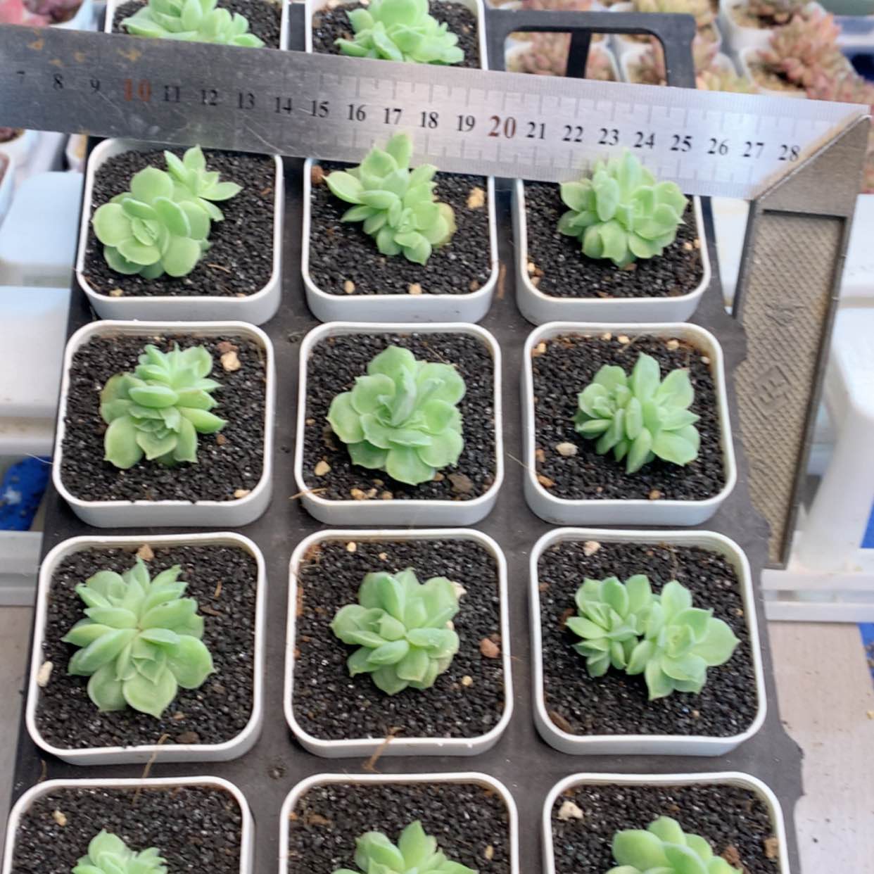 【闪购商品】虾饺双头群福利