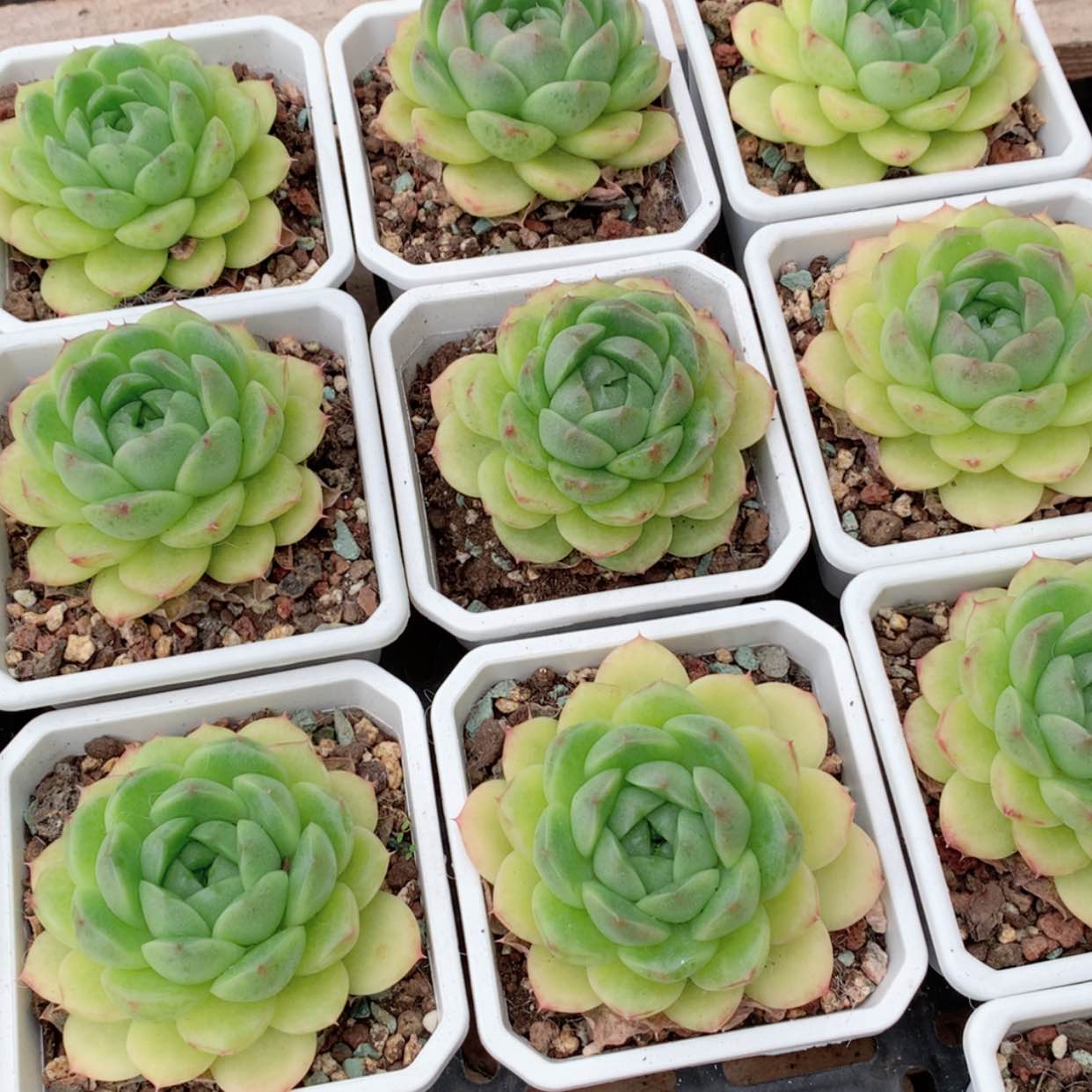 【闪购商品】大黄灯福利