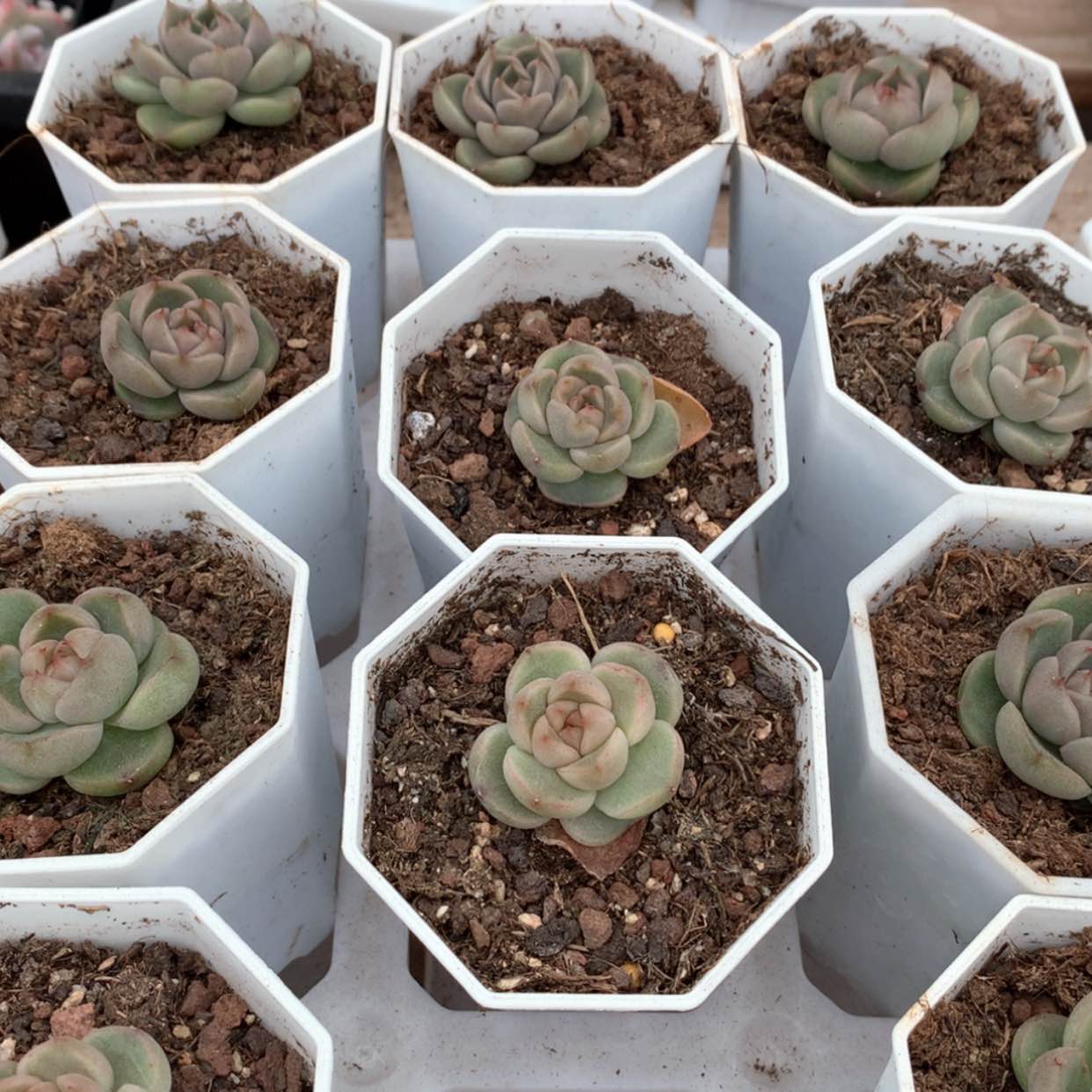 【闪购商品】莱拉珍妮单头福利