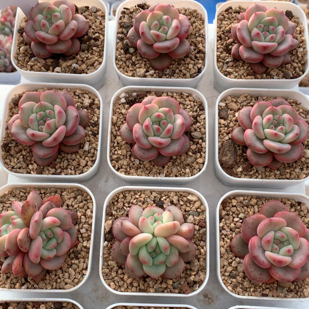 【闪购商品】凌雪福利