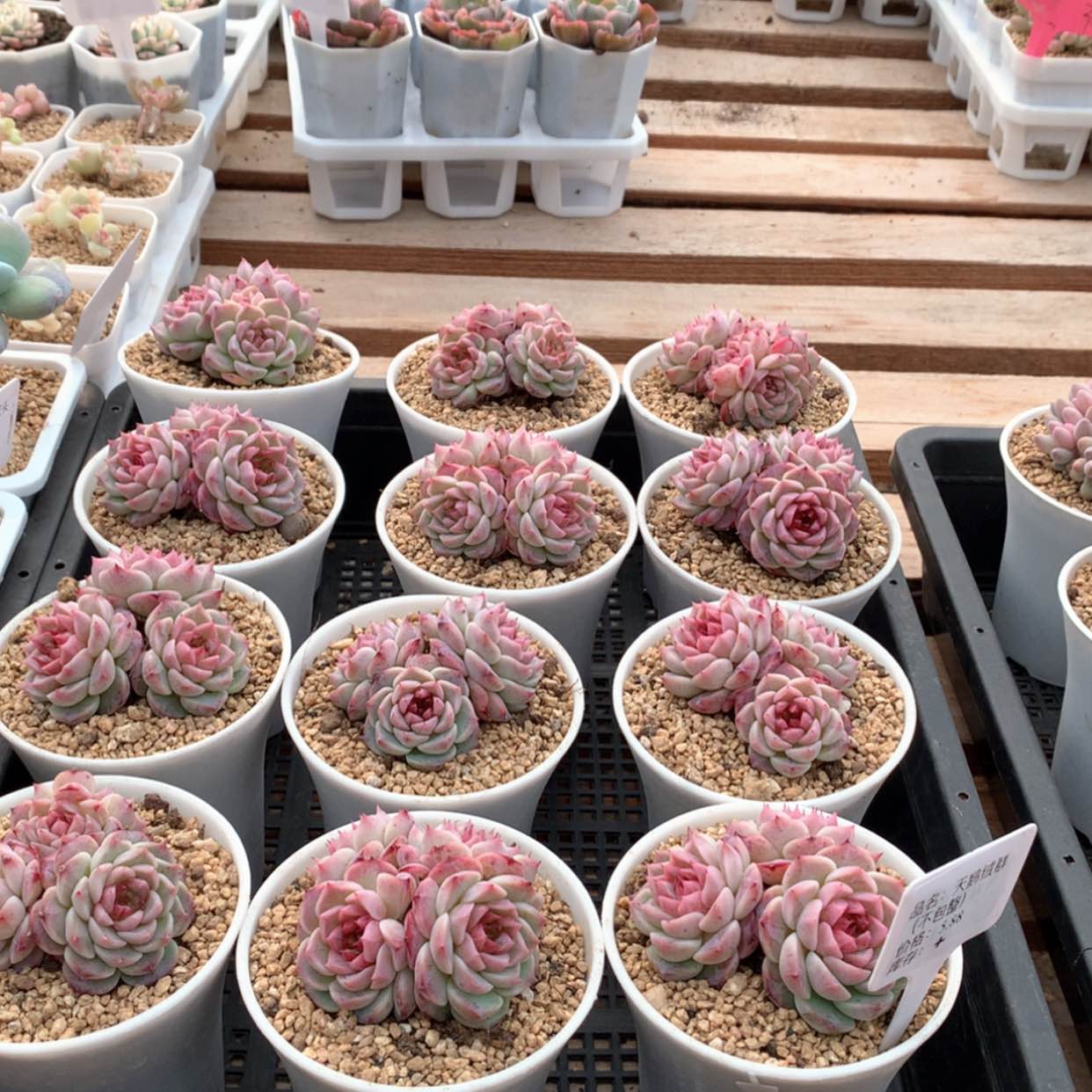 【闪购商品】天鹅群福利