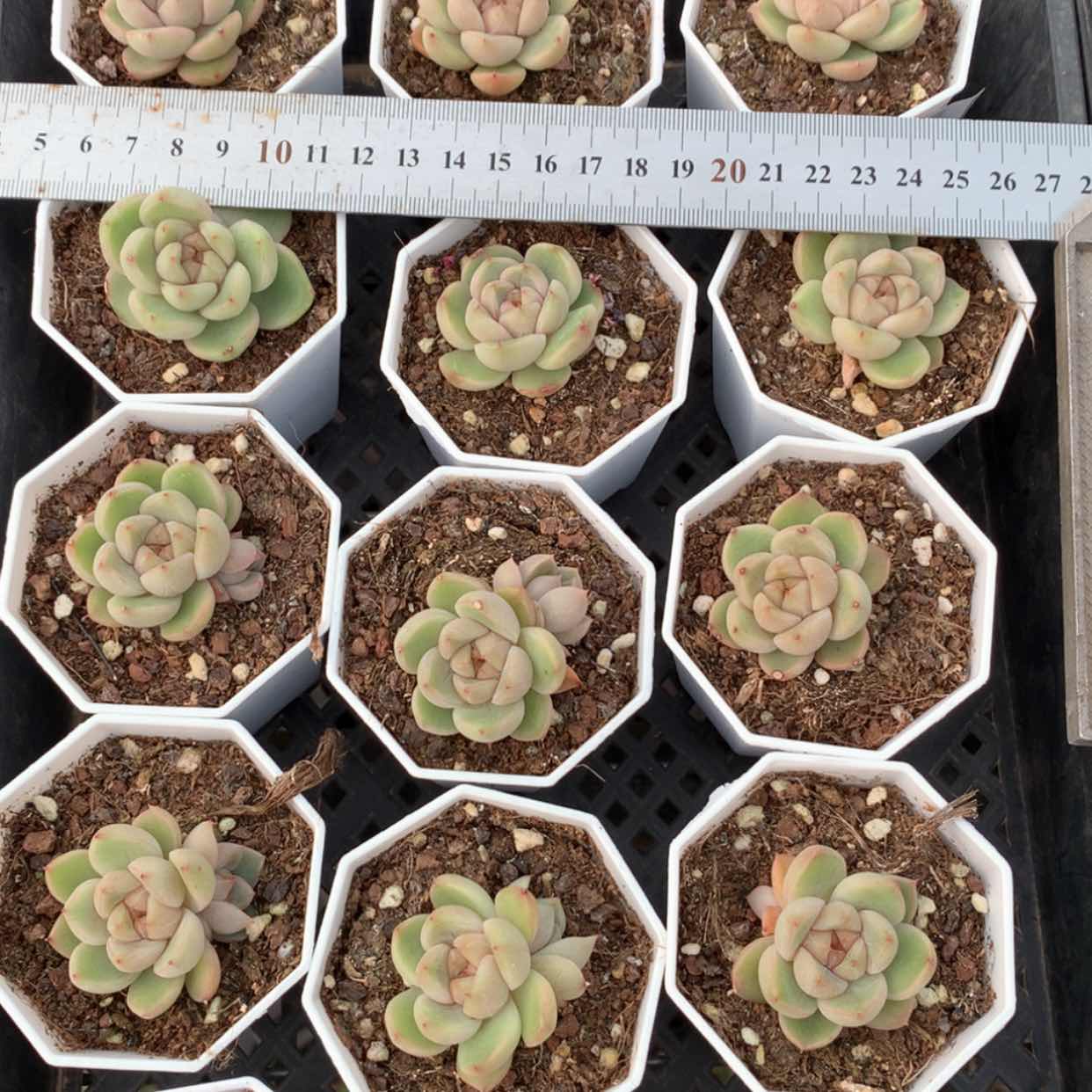 【闪购商品】莱拉单头福利