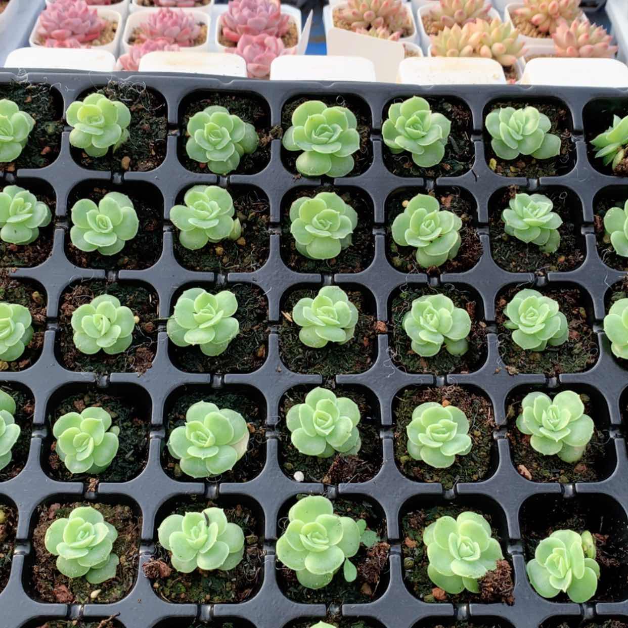 【闪购商品】虾饺单头福利