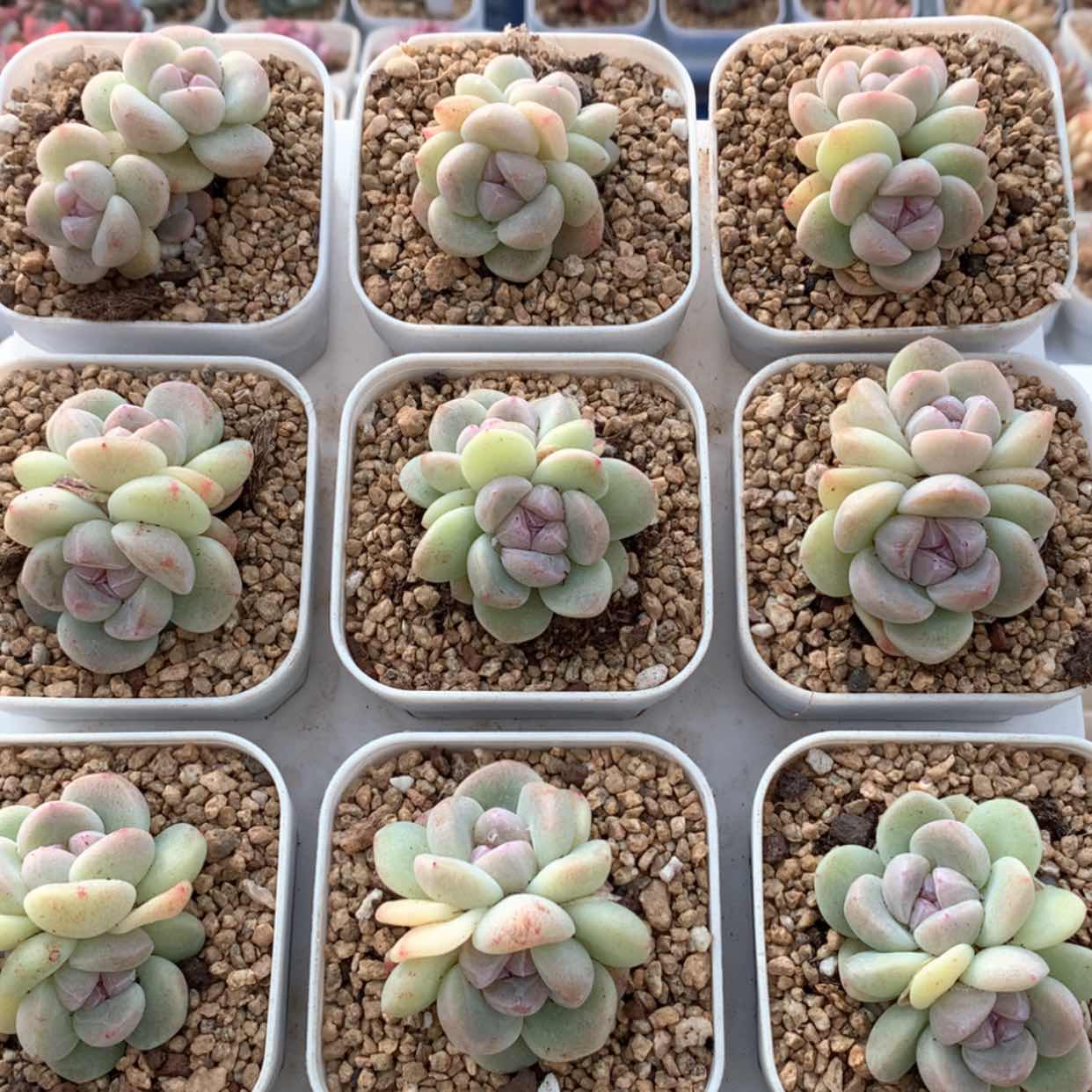 【闪购商品】胖宝双头