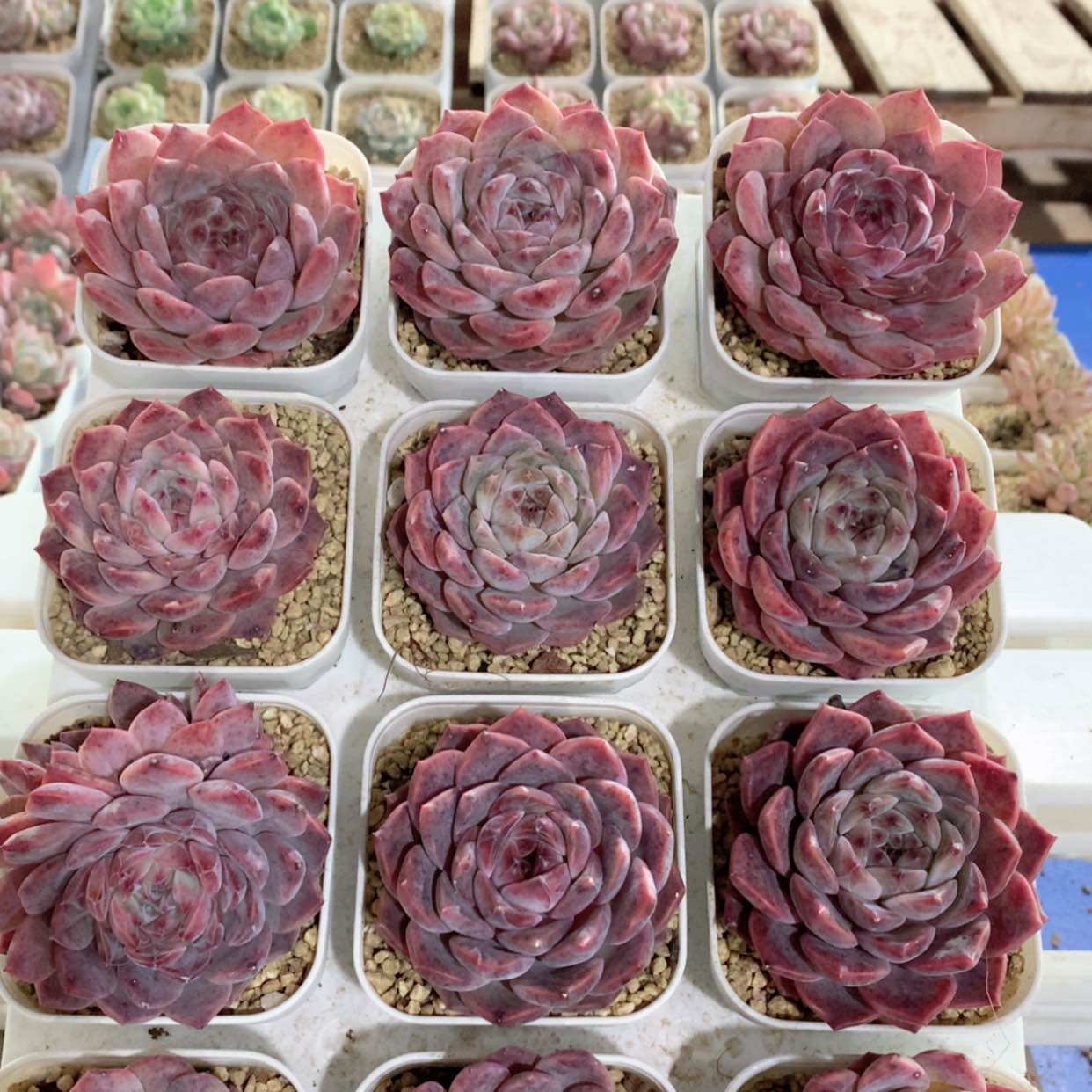 【闪购商品】草莓冰沙福利
