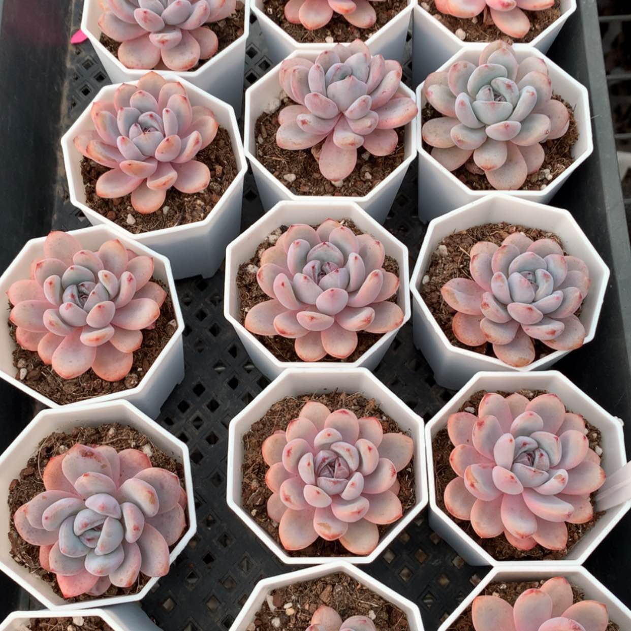 【闪购商品】星星雪福利