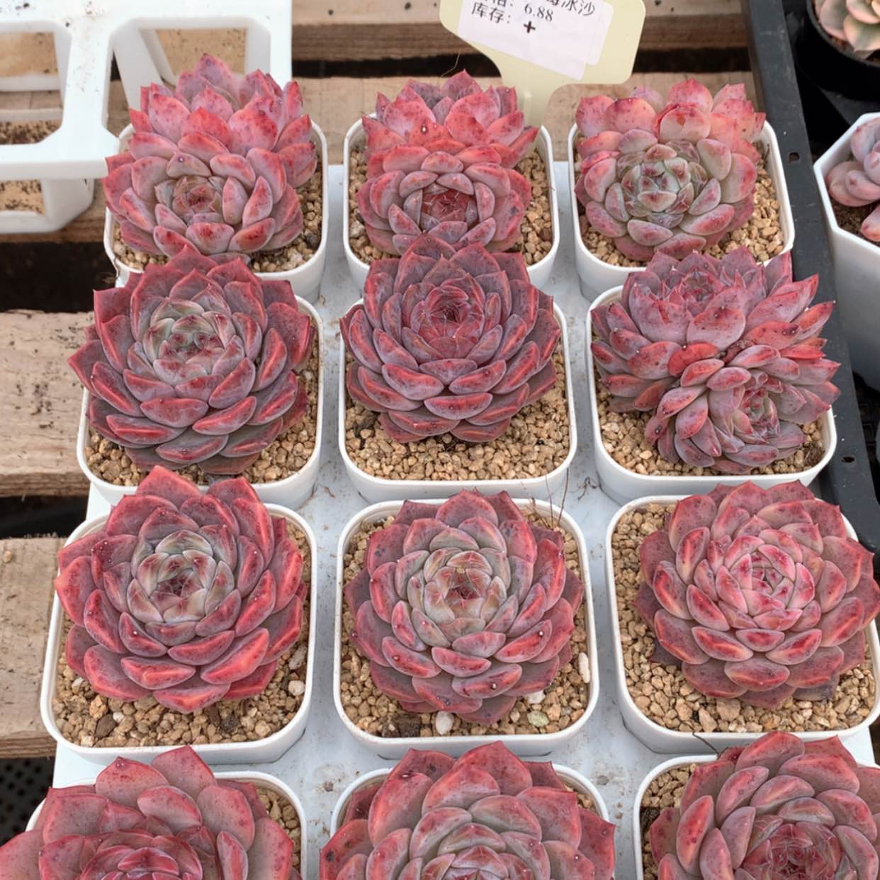 【闪购商品】草莓冰沙福利多肉