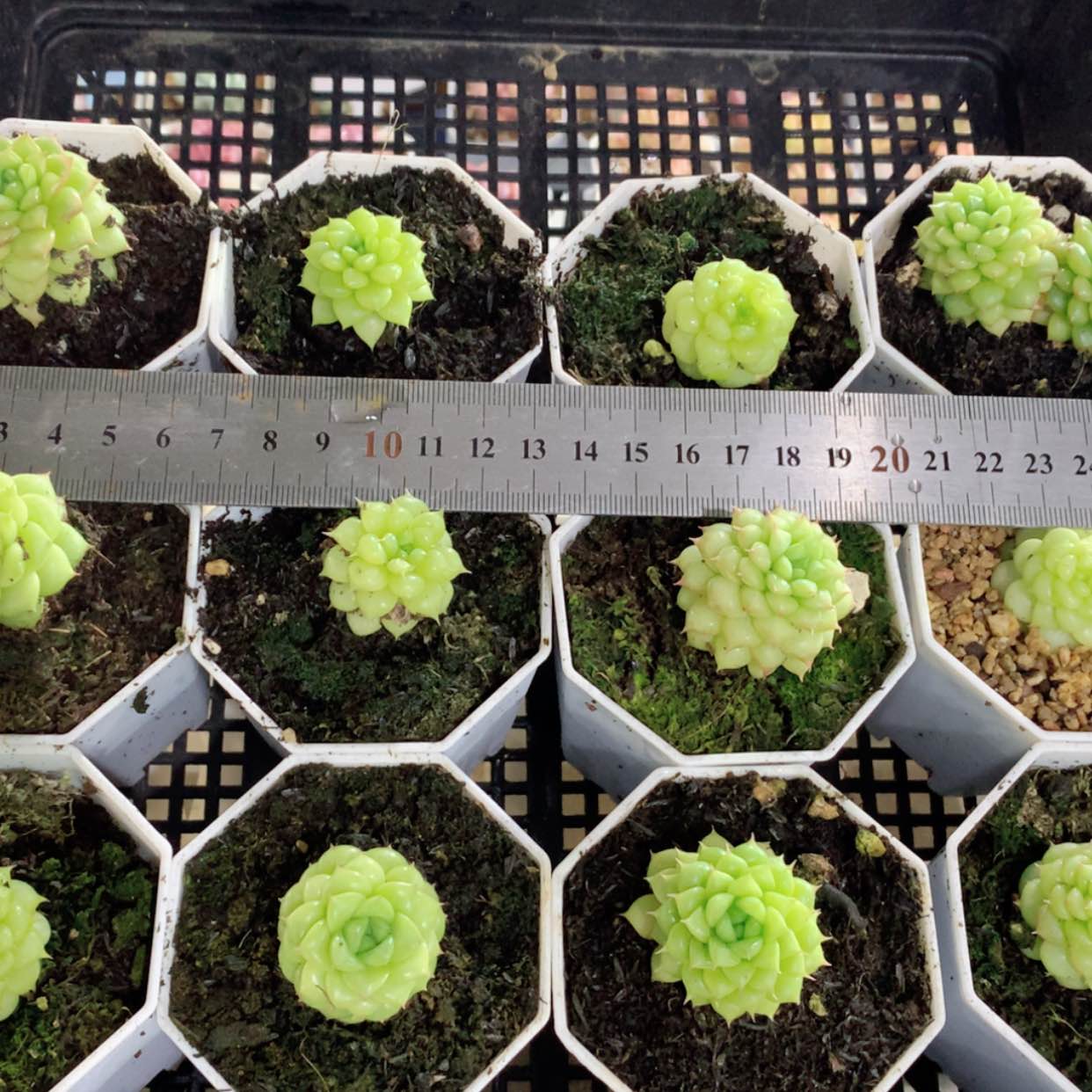 【闪购商品】绿水鬼福利