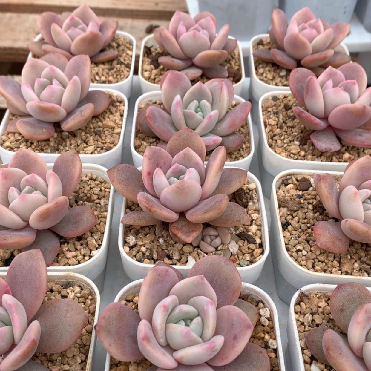 【闪购商品】红茶福利